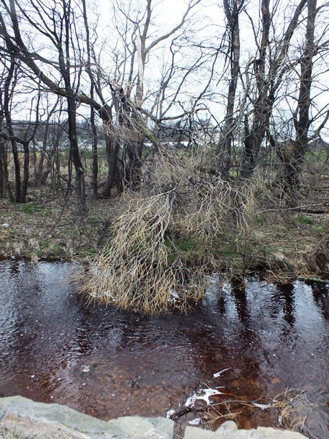 Another casualty from last night, a cracked limb from a willow - a nice bit of fish cover. 