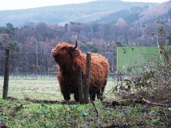 Cows have favourite places for easing an itch. This fence and post was obviously one of these places.