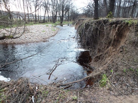 Back to the Rothes Burn again where there was more evidence of active erosion with this high sandy bank. In the spring/summer this ground here is covered with white butterbur, another invasive plant.