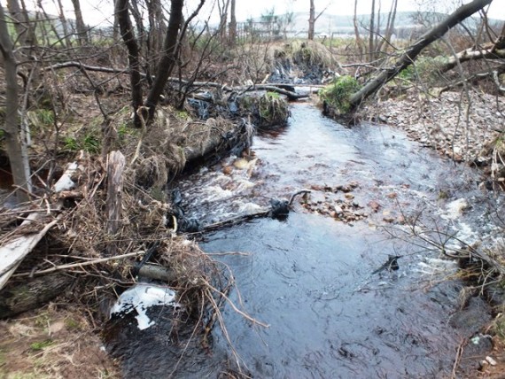 The burn had scoured out the old channel and in the process uncovering a recent farmers dump. It was obviously fairly recent as it was full of silage bale wrap. I know from litter tidying up elsewhere that this stuff features prominently in agricultural areas. Thankfully it is rare to see it on riverbanks in Speyside. 