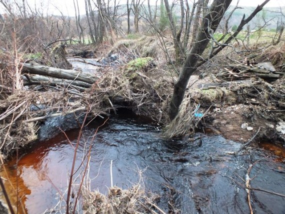 It is rare for a log jam to be a barrier to fish passage and I was pleased to see that these jams were easily passable by spawning fish. The pile of old wood suggests that the farmer tip is still used as such!