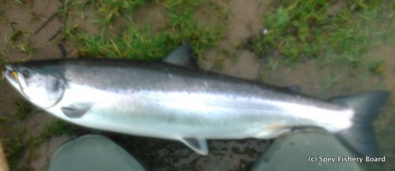 Donald Morrison's 2nd fish Broom