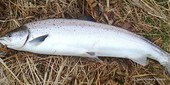 Cosimo Imperiale's fish Grantown.