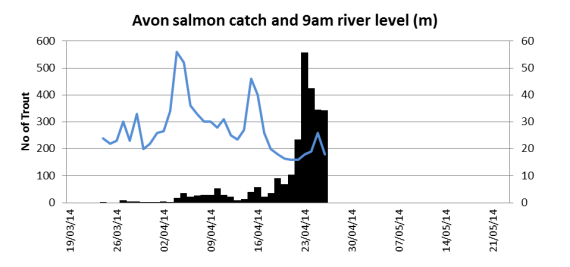 Salmon smolt catch at the Avon traps related to 9am river height