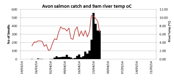 Avon salmon smolt catch related to river temperature.
