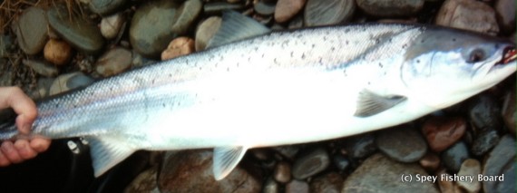 Per Westmurland's fish Rothes