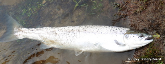 Alan Williams' fish Carron