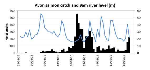 Avon salmon smolt catch related to river level