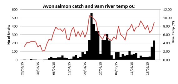 Avon salmon smolt catch related to 9am river level.