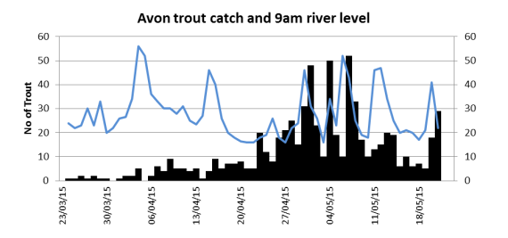 Avon trout catch related to river height
