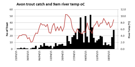 Avon trout catch related to river temperature