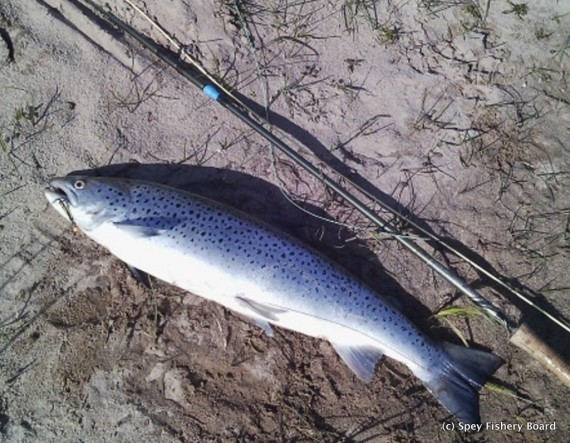 6lb Sea trout Kinchurdy