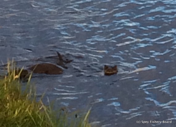 Otters at play