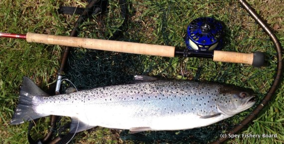 Paul Gamba's Sea trout 