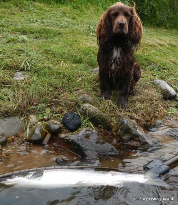 Cocker with grilse