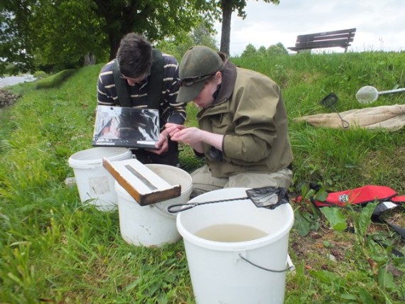 Elizabeth and Steve checking the gills for glochidia at Aberlour