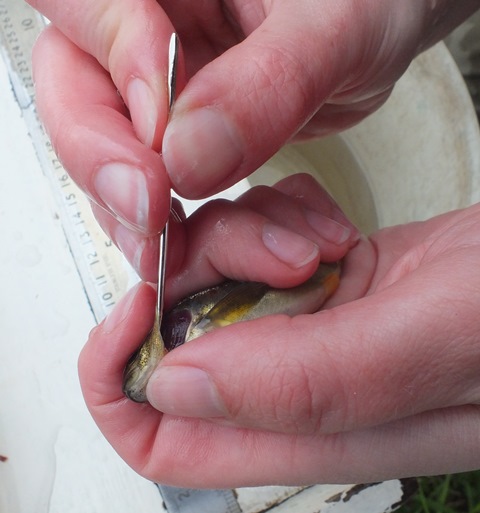 The assessment technique qwas not high tech! The key component was a darnign needle - not too sharp but pointy enough to lift each gill arch in turn.