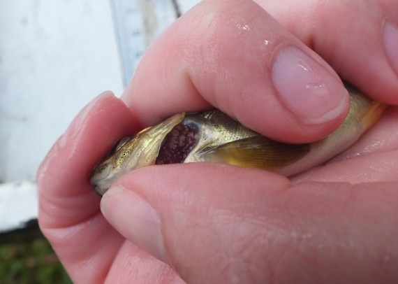 This salmon parr supported a high number of glochidia which can be seen as white spots on the gill.