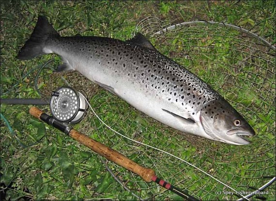 John Gray Sea trout