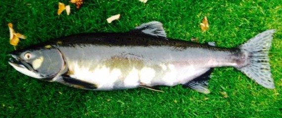 An unusual catch on the Spey, a pacific salmon, thought to be a Pink salmon (Oncorhynchus gorbuscha).