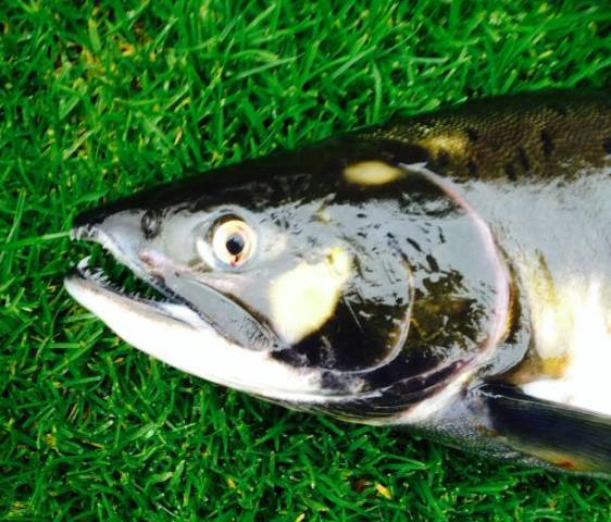 It also had an impressive mouth full of teeth compared to our native atlantic salmon