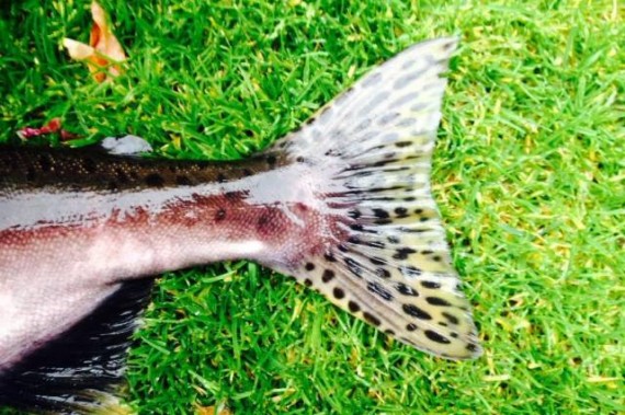 The distinctive spotty tail