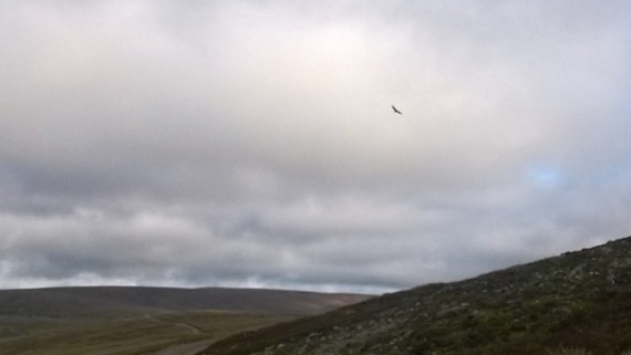 Golden eagles are so impressive when you see them close up. The other wildlife certainly showed it plenty respect as there were packs of grouse flying in every direction. As the eagle approached us a white hare broke cover just beside us. The eagle stooped but failed to pick it up - a great sight though. A little further along the road two more eagles appeared both harrie by ravens. It's always a gret day when you see an eagle, even better three.
