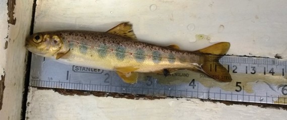 Salmon parr from upper Dulnain timed site. This one was 112mm so probaly a two year old. We also had parr of 80mm and 123mm, likely to be one and three year old respectively. No fry however but our previous records for this are show that spawnign salmon are not present this high up every year.  