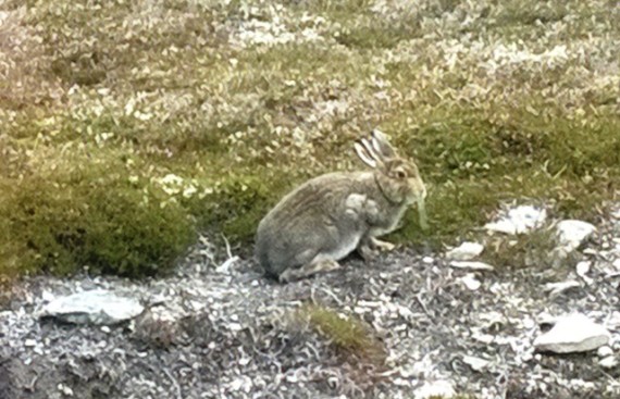 A young white hare in summer coat.