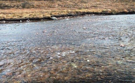 There were four identifiable redds in this area with five fish in attendance, a good level of activity for such high altitude.