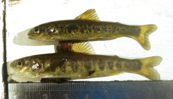 Teo fin-clipped salmon fryb from the upper site. These fry were sampled one month after stocking. Whilst they are lean the tail fins are very healthy looking