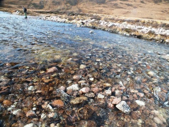 In 2012 we found a "mega redd" where large rocks had bene dislodged. Well we found the same this year. These two excavations midstream involved moving rocks up to 8" diameter. It is almost unbelievable that salmon could move such material but what else would dig holes in the river bed at 2000ft? 