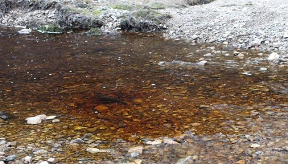 A grilse on a Loin redd.