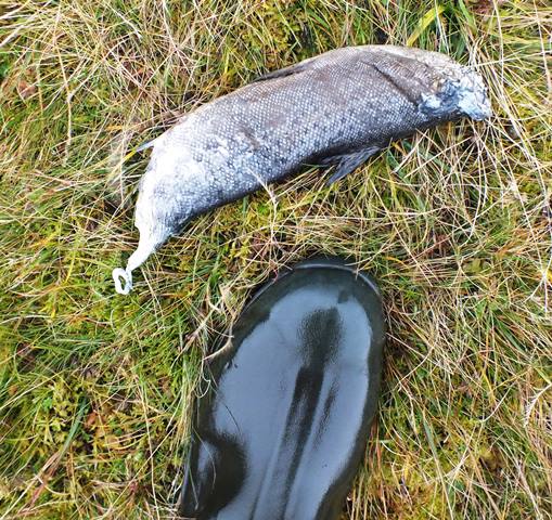 This was the only positive sighting of a sea trout today; a dead one on the bank. Presumed to be an otter kill although each end appears to have been sucked rather than chewed?