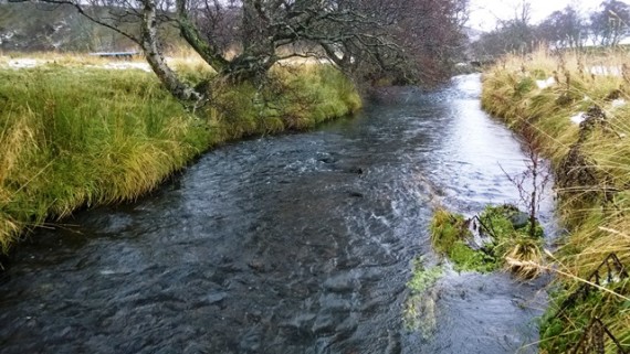 The lower Crombie Water is quite different in character to the Livet, more stable looking with martginal weeds. The substrate was darker but ideal for spawning.