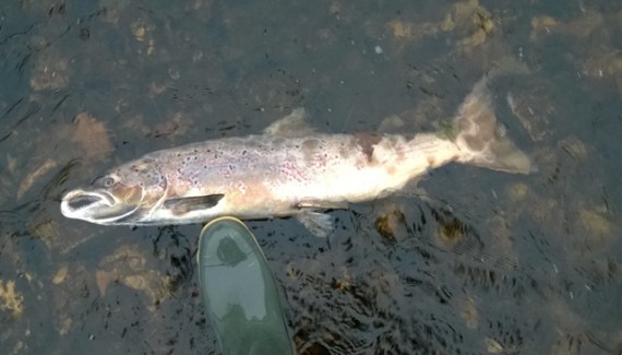 One of many dead cock salmon seen, this particular on would have been a double figure fish in his prime.