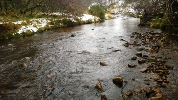 Typical excellent mixed juvenile and spawnign habitta in the upper middle Livet. there were about six redds in the frame. four on the top left and two in a channel on the right hand side.
