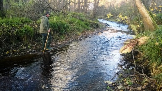 The water was quite peaty today after the recent rain/snow melt but the redds were quite easily counted. 