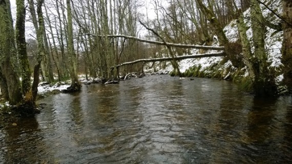 A new channel where the Fiddich has meandered through the riparian wood.