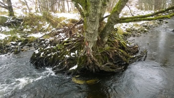 There was a cracking root ball on this alder, I wonder how much longer it will last?