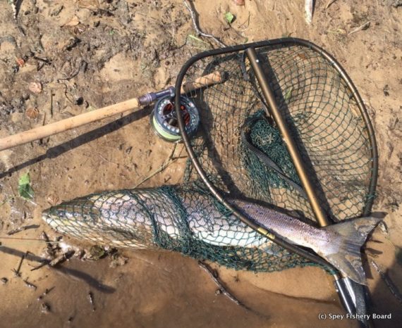 Another of Chris Boyle's fish Kinchurdy.